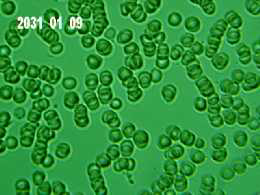 Baseline Blood